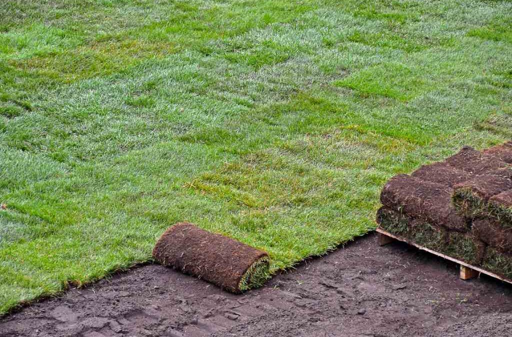 Pro Tips for Installing a New Lawn