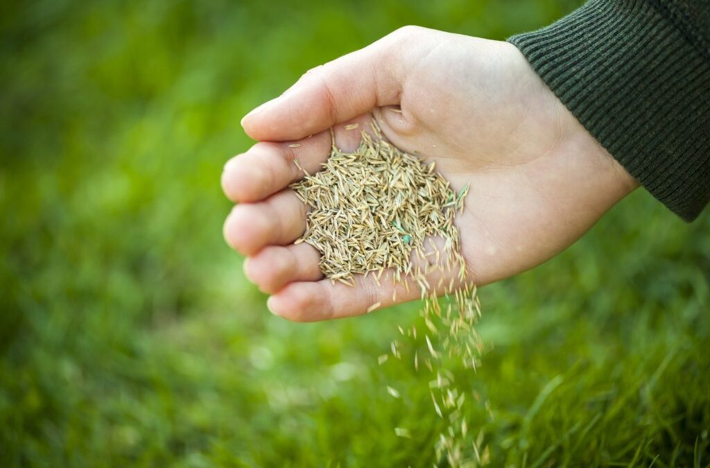 How To Plant Grass Seeds